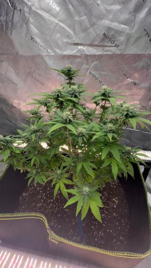 Comment by OG_Big_Worm photo #1