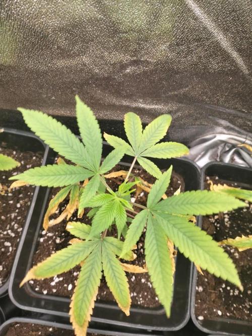 dr3m420