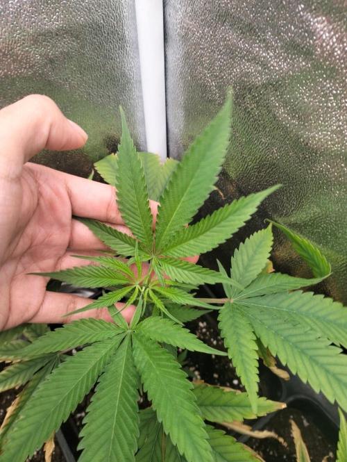 dr3m420