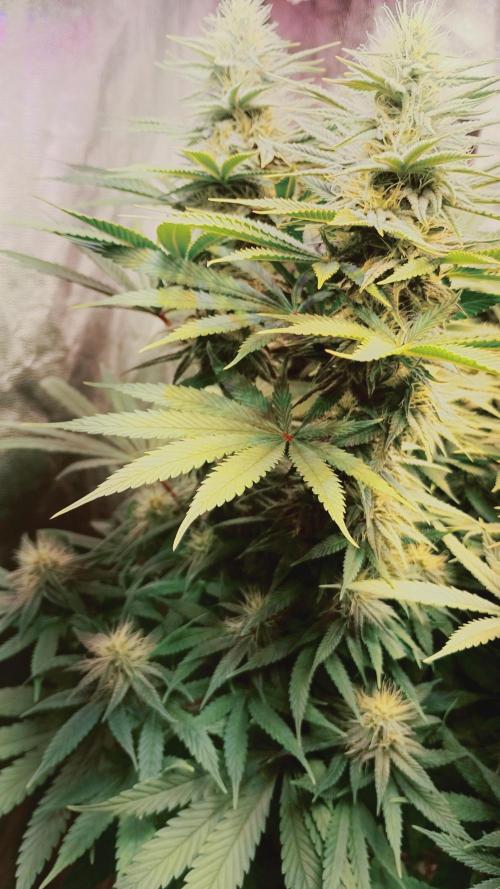 plantas malucas. Week 5 - Jack herer 
