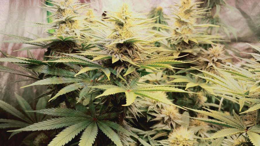 plantas malucas. Week 5 - Jack herer 