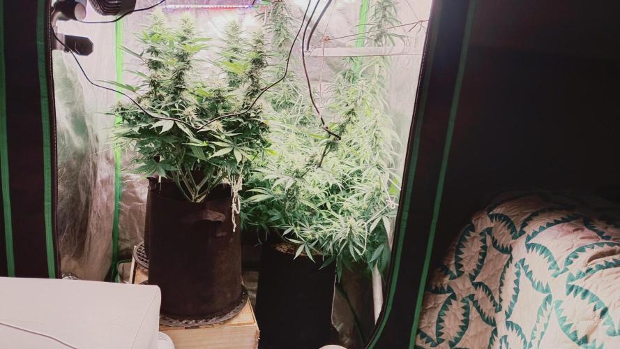 plantas malucas. Week 5 - Jack / Neville 