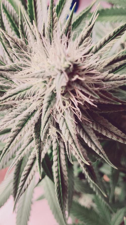 plantas malucas. Week 6