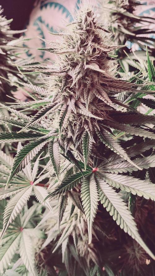 plantas malucas. Week 6