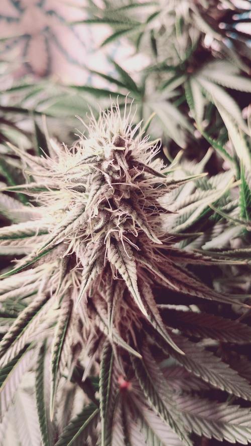 plantas malucas. Week 6