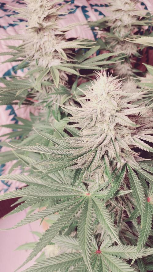 plantas malucas. Week 6