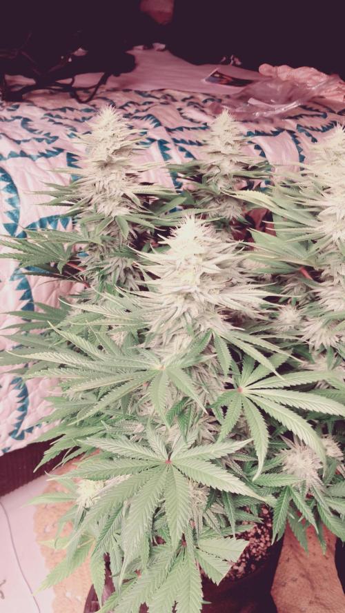 plantas malucas. Week 6
