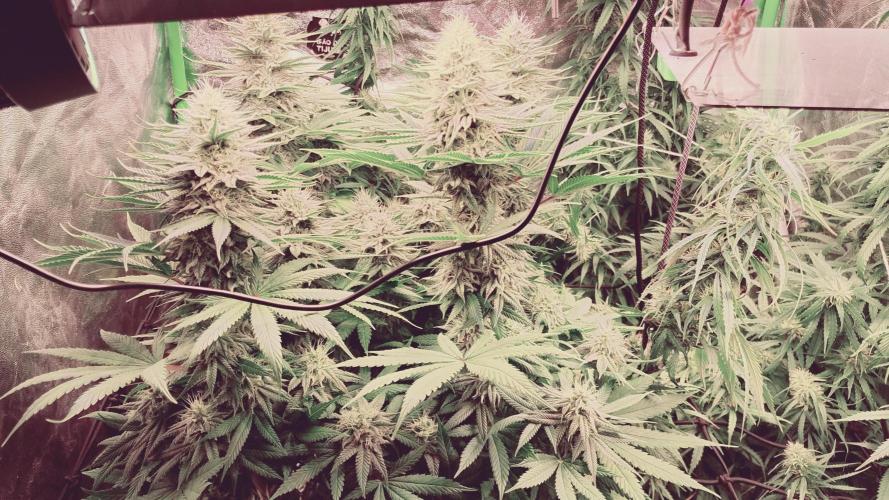 plantas malucas. Week 6