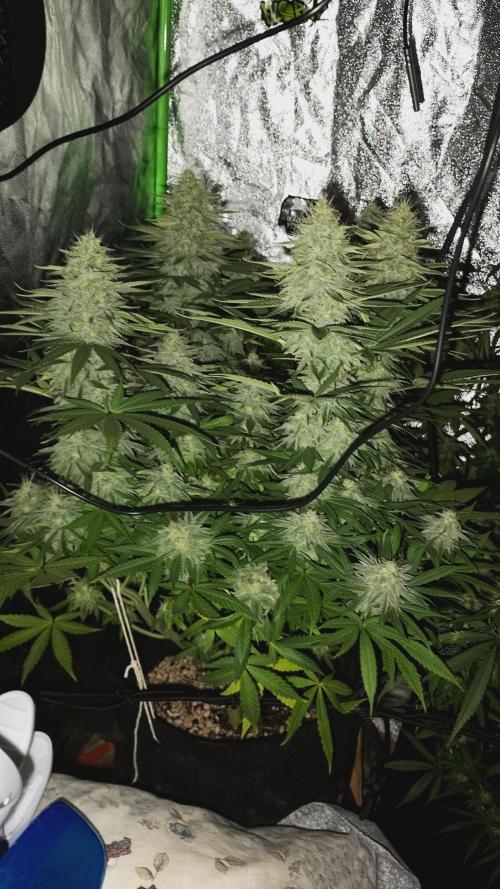 plantas malucas. Week 7