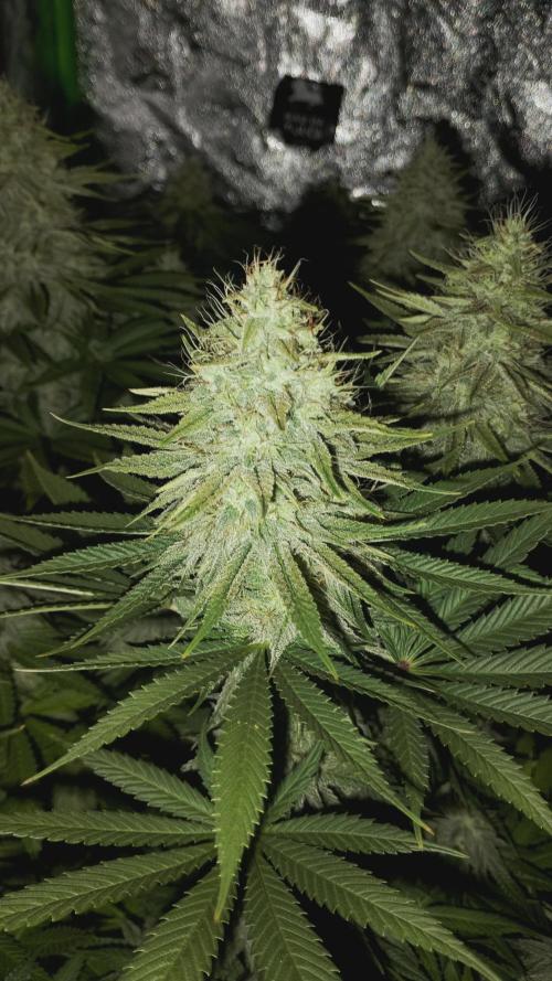 plantas malucas. Week 7