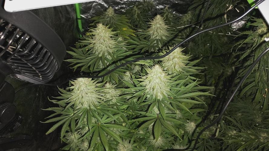 plantas malucas. Week 7