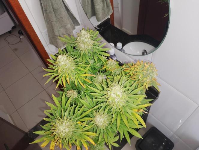 plantas malucas. Week 9