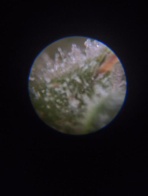 plantas malucas. Week 9
