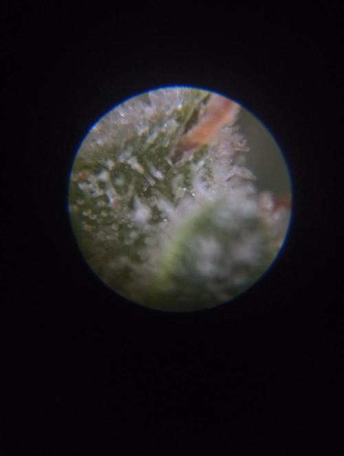 plantas malucas. Week 9