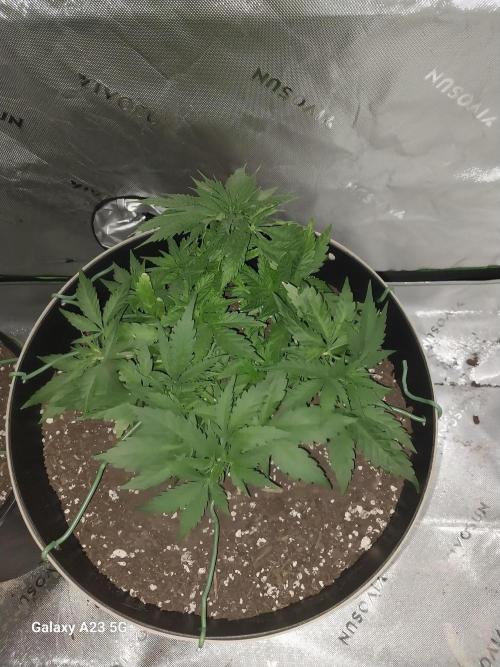 Sour Diesel Auto. Week 4