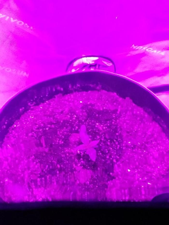 My first grow. Week 1 - Day 7