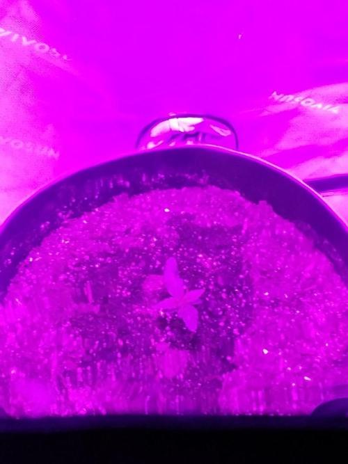 Sour Diesel Auto. Week 1