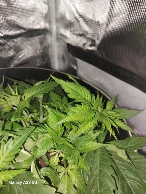 My first grow. Week 3 - Day 26