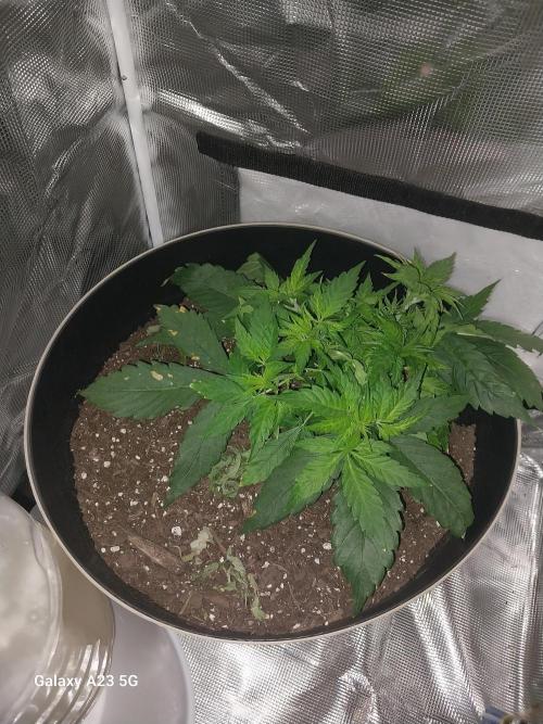 My first grow. Week 3 - Day 26