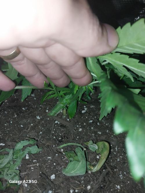 My first grow. Week 3 - Day 26