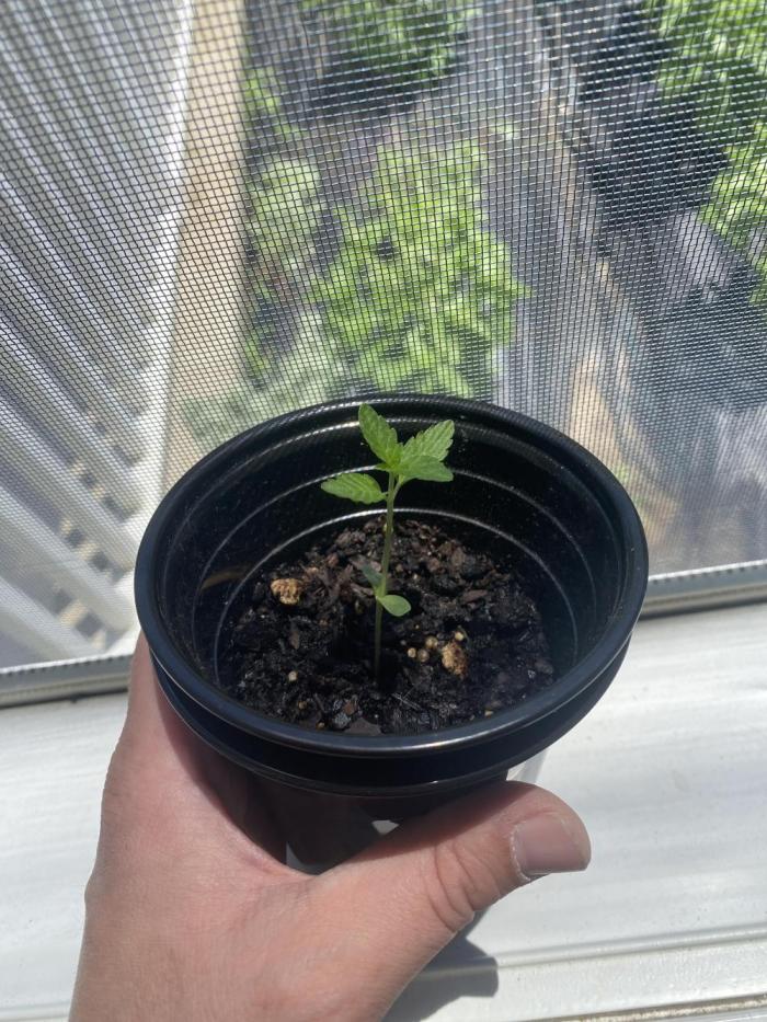 Summer of 2026. Week 2 - The youngest of the black domina other two are in the ground
