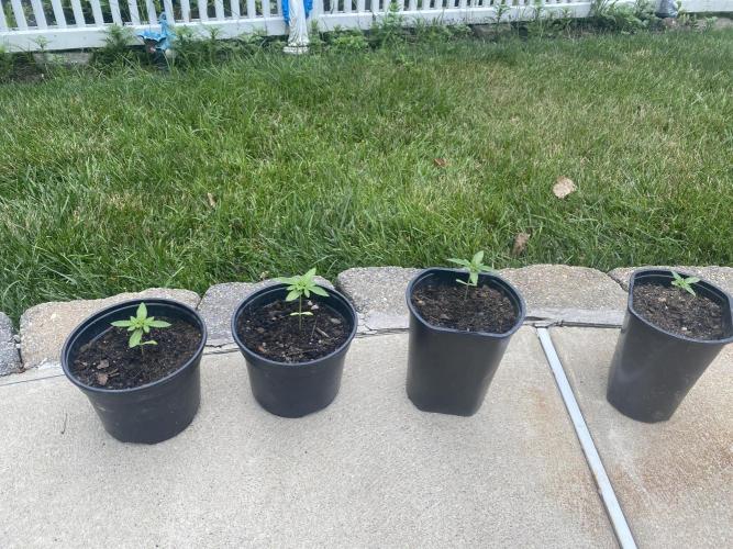 Orange Cookie Chem. Week 2