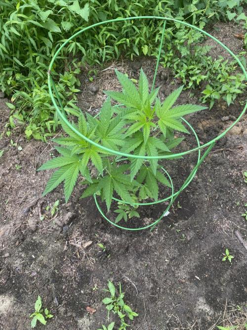 Summer of 2026. Week 6 - Topped Topped