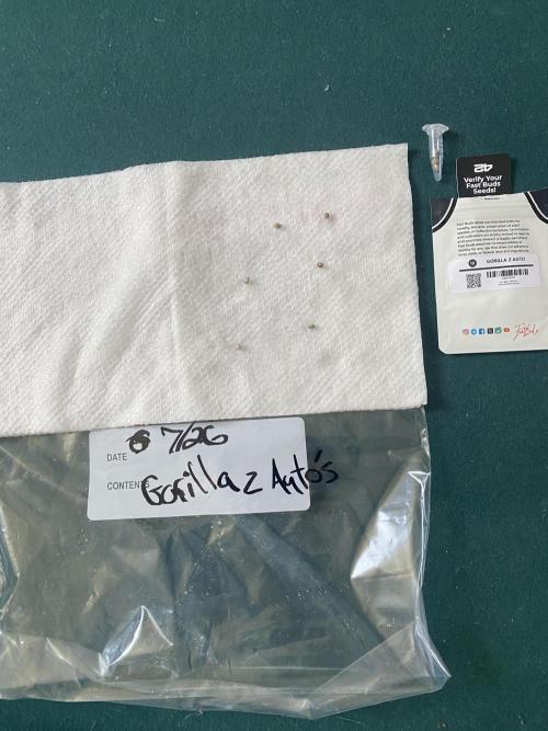 Summer ending autos. Week 0