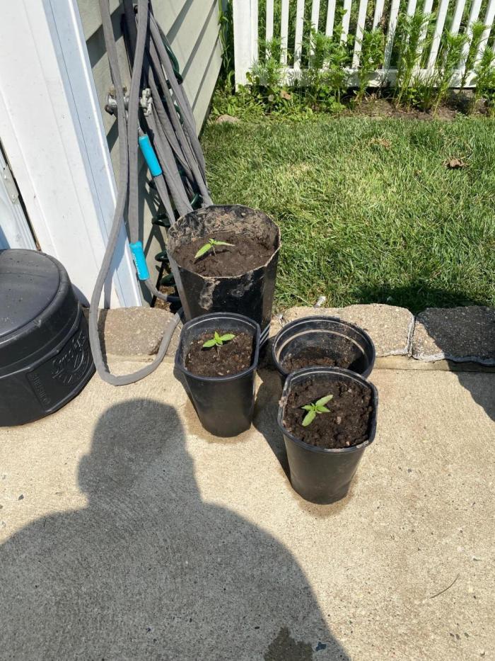 Gassy ones auto. Week 1 - Going to two plants into bigger pots keep the one in the back in the 1 it’s in 