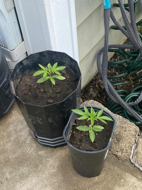 Gassy ones auto. Week 2