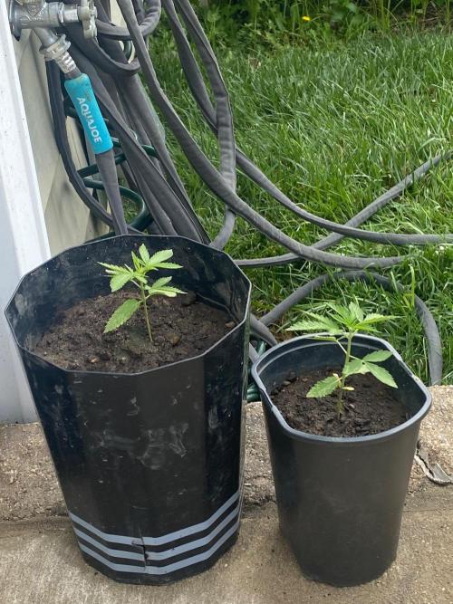 Gassy ones auto. Week 2