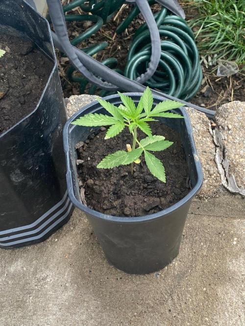 Gassy ones auto. Week 2