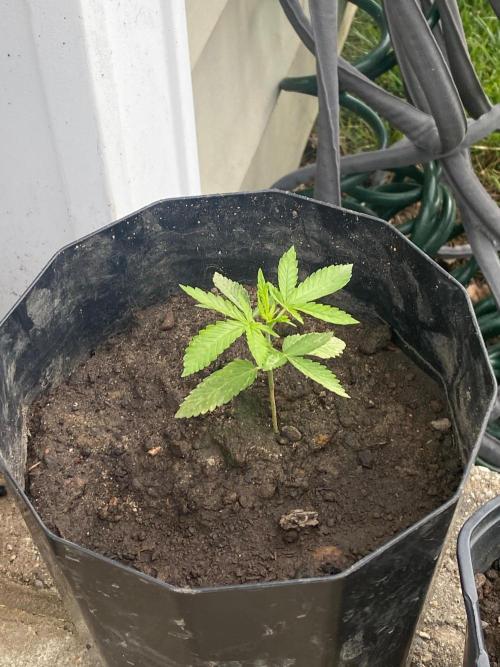 Gassy ones auto. Week 2