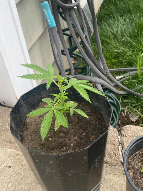Gassy ones auto. Week 3 - My friend did some stupor telling me he was topping the plant a certain way smh