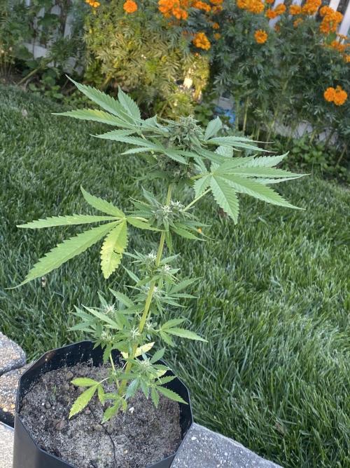 Gassy ones auto. Week 6