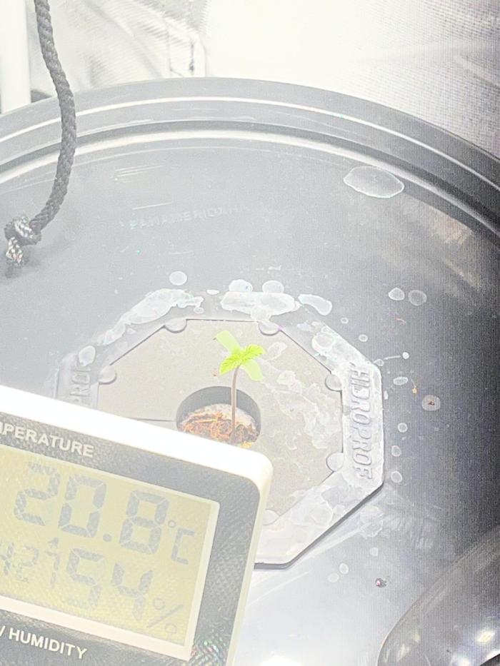 Andromeda. Week 0 - Germinando
