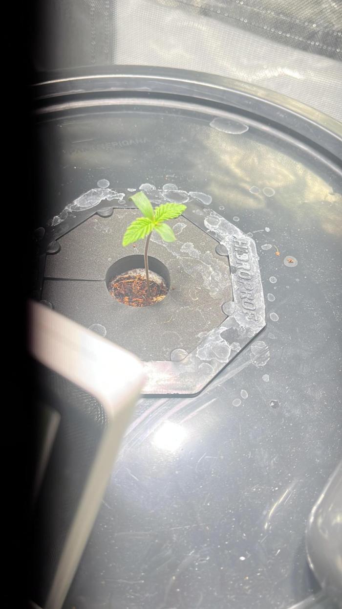 Andromeda. Week 1