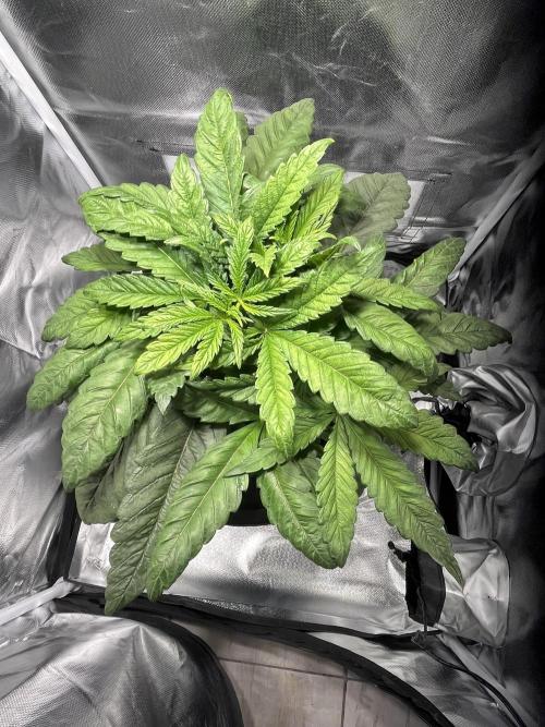 Andromeda. Week 4