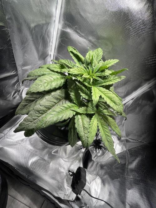 Andromeda. Week 4
