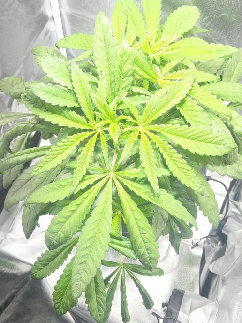 Andromeda. Week 5