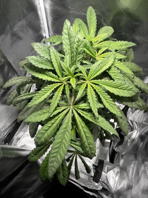 Grow Tent 60x60x140cm (2'x2'x4.6'). Week 5