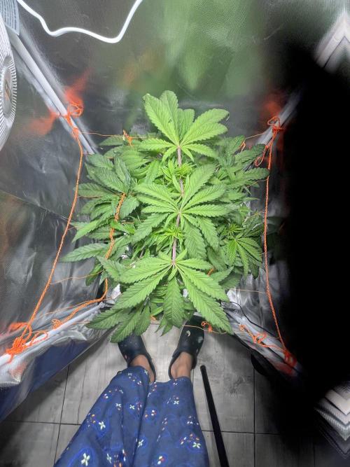 Grow Tent 60x60x140cm (2'x2'x4.6'). Week 6