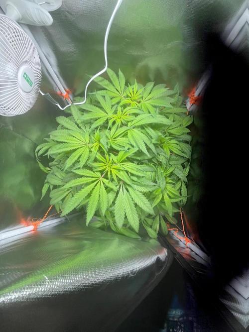 Andromeda. Week 7