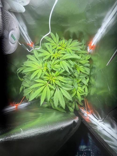 Grow Tent 60x60x140. Week 8