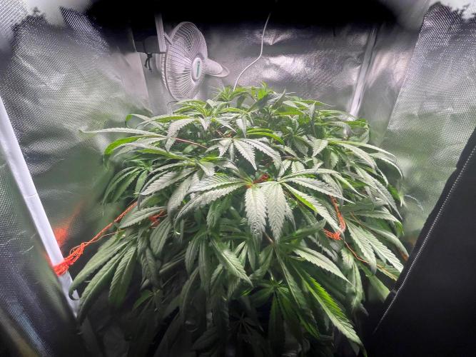 Grow Tent 60x60x140. Week 8