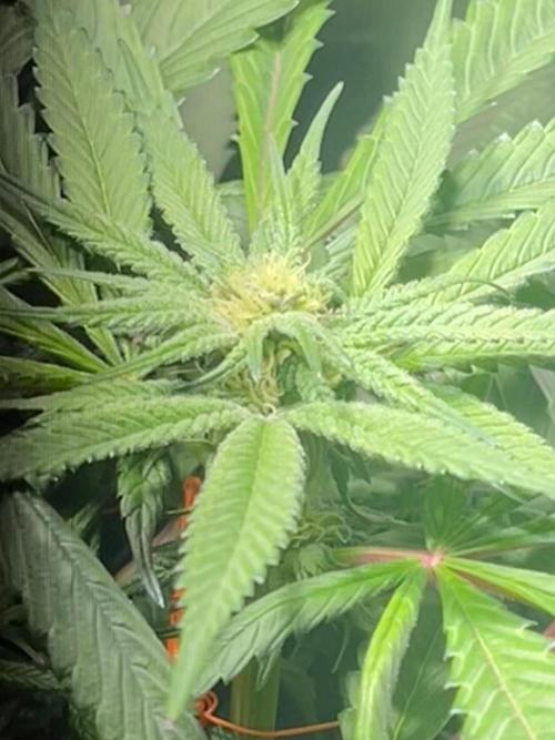 Grow Tent 60x60x140. Week 9