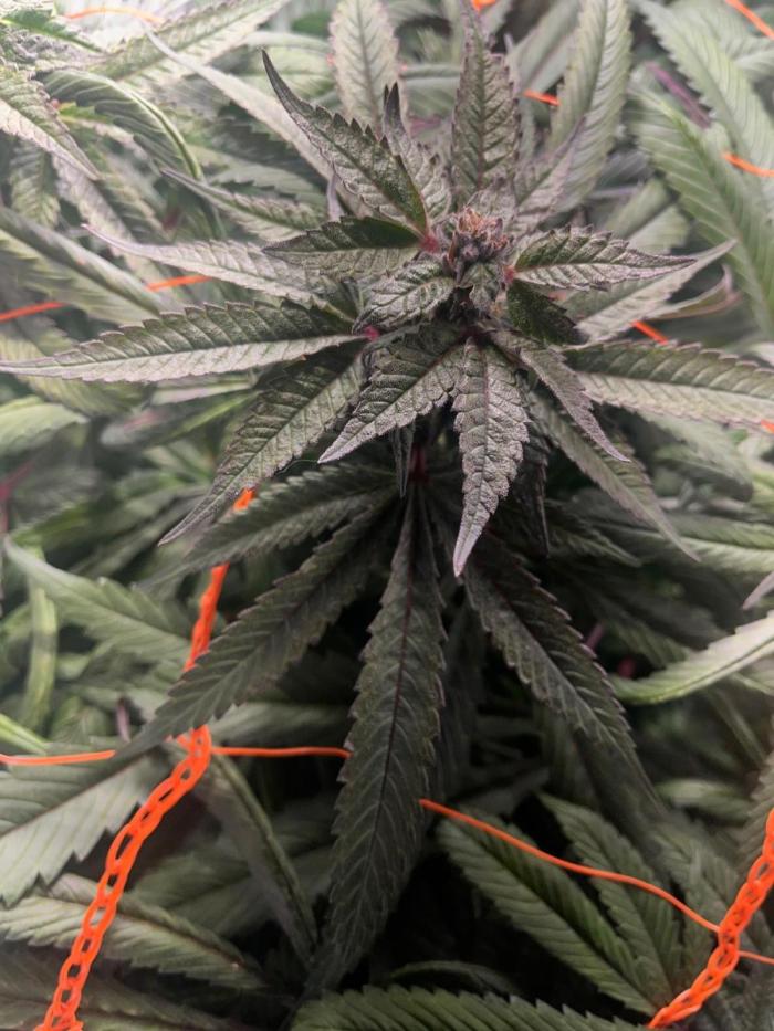 Andromeda. Week 10