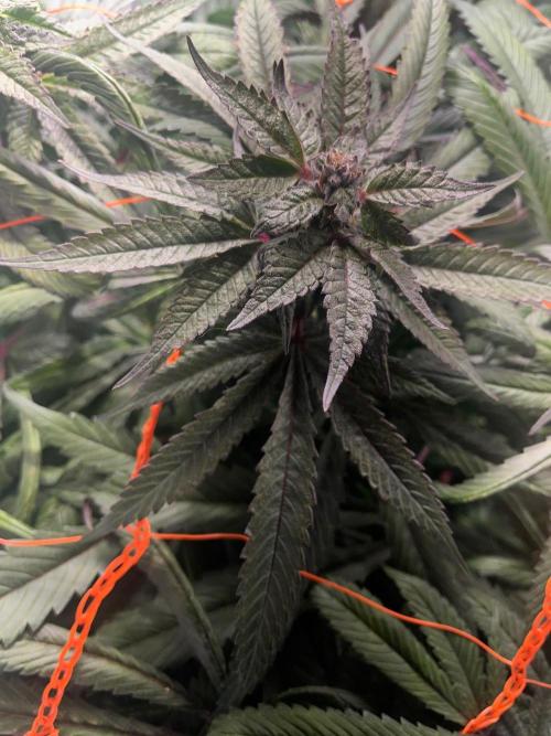 Grow Tent 60x60x140. Week 10