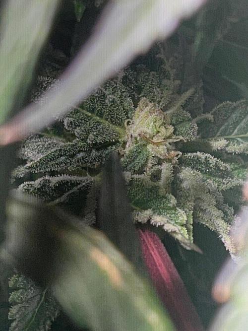 Grow Tent 60x60x140. Week 11