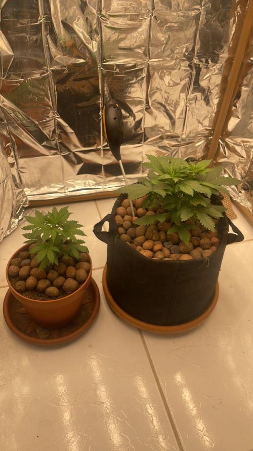 Silver Fire. Week 4